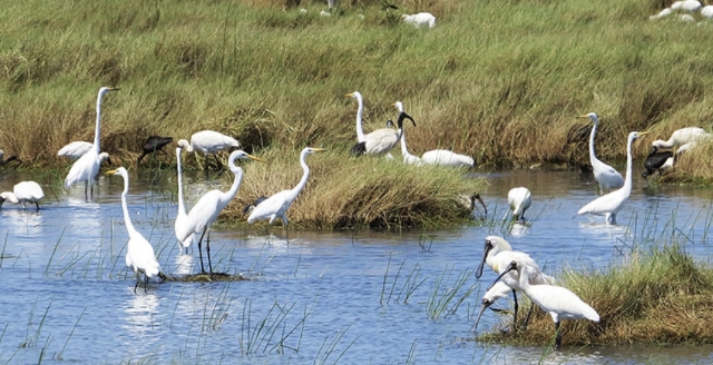 <ul><li><p>Keep poultry and birds away from livestock.</p></li><li><p>Fence off ponds etc where they live.</p></li><li><p>Make use of bird scarers.</p></li></ul><p></p>