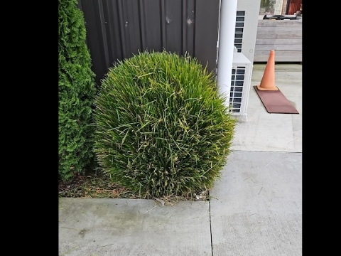 <ul><li>Pull trigger to run engine</li><li>Cut bushes with smooth steady motion</li><li>Avoid cutting anything thicker than 5mm </li><li>Cut into smooth even shape</li></ul>