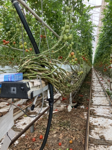 <p>Strategically position the required number of staff members on either side of the gutter at the ready to lift the gutter enough to detach from the old support cable. Position extra staff to assist in detaching the gutter at each gutter support cable. </p>
