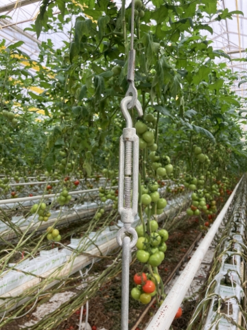 <p>Going from advice from previous similar work it is best that the grow gutter is lowered in 1 single movement from the front to the back of the gutter. With one clear leader calling each step, simultaneously and carefully lift the complete grow gutter and disconnect from the support cable. Slowly and carefully lower the gutter to rest on the floor plastic. <strong>It is vital at this time to position the end of the grow gutter correctly on the newly lowered gutter support rail at the back of each row. </strong>Repeat for each grow gutter. </p>