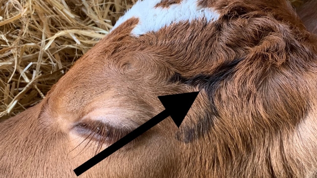 <p>Once sedated local anaesthetic needs to be given covering the nerves that go to the horn bud.
This provides short term pain relief like at the dentist until the long term relief kicks in.</p>
