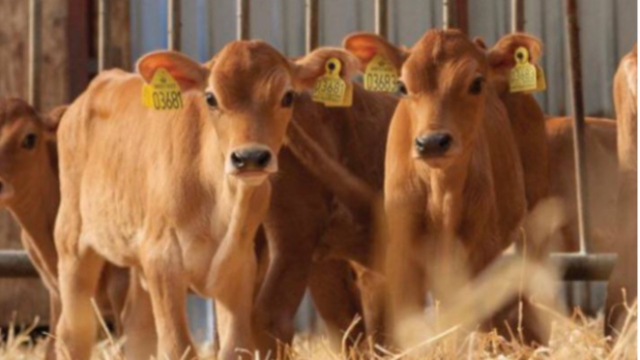 <p>Calves can be done from a week of age up to about 6 weeks. I prefer about 3 weeks.</p>