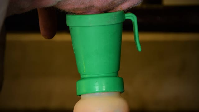 <p>Cuando la vaca haya acabado de ordeñar, selle completamente cada uno de los pezones.</p>
