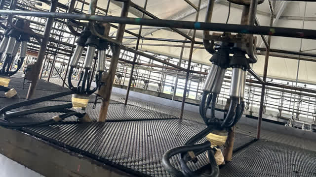 <p>Hygiene, both on the feedpad, and equally important is the hygiene of the milking area and the hygiene & routine of the people milking the cows. Less bacteria around the teats reduces the numbers of pathogens that will enter.</p>