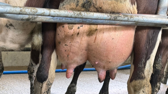 <p>Effective teat-spraying is critical, killing bugs and keeping teat skin smooth and supple.</p>
<p>Cleaning dirty teats makes teat spray more effective.</p>