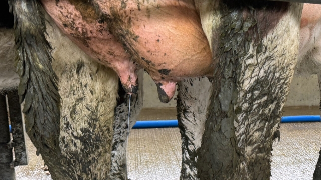<p>Scoring will help detect the percent of rough and very rough teat ends on a scale from 1 to 4, with 1 being smooth with no keratin ring and 4 being a very rough keratin ring.</p>