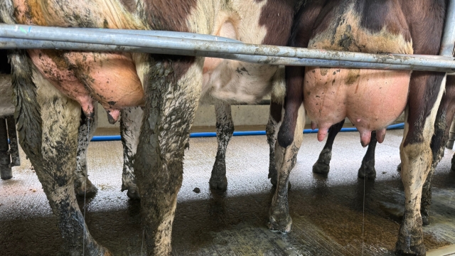 <p>Things to do with the herd</p>
<p>Detect mastitis early by stripping the herd once a week in spring, but think about how to do this efficiently.</p>
<p>Score teat skin and teat ends once a month.</p>
<p>Ensure you break the vacuum on the milk liner before removing cups off the cow.</p>