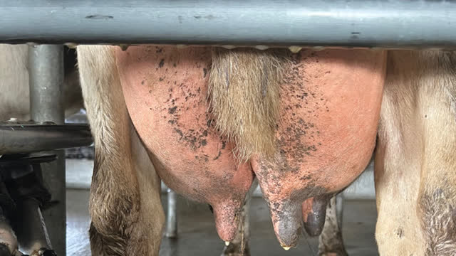 <p>Attention on these few aspects will bring down mastitis infections:</p>