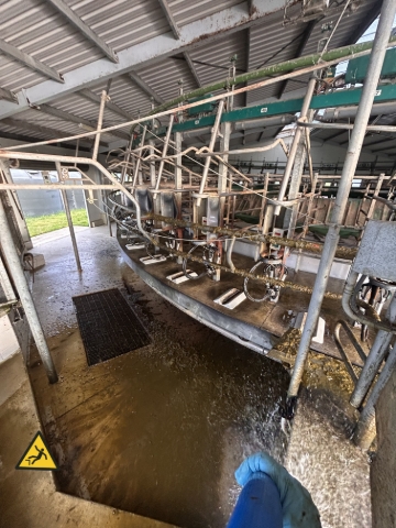 <p>Drag the hose back up towards the cowshed, assist with hosing out cups off, this will also allow you to drag the hose out to full length.</p><p>beware of steps </p>