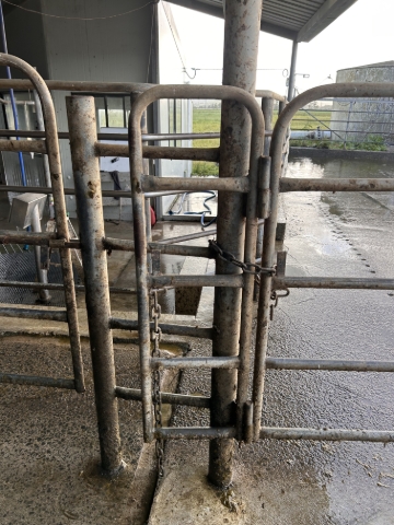 <p>ensure the gates at the cowshed end are secured so cows dont escape at the next milking </p>