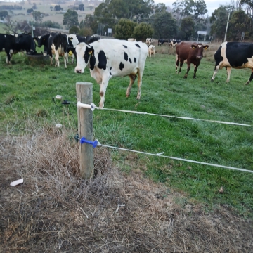 <p>Shut cows gate</p>