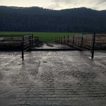 <p>Set-up yard entry gates for next milk. </p><p>Maybe different gates if cows are coming from a different direction.</p>