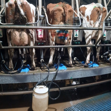<p>Milk any RED cows in calf trailer.</p><p>BLUE & RED treated cows in <strong>test</strong> <strong>bucket</strong> .</p>