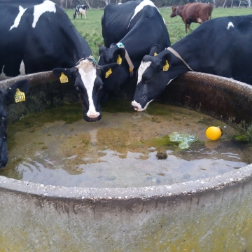 <p>Check cows have water</p>