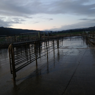 <p>Set-up yard gate for next milking </p>