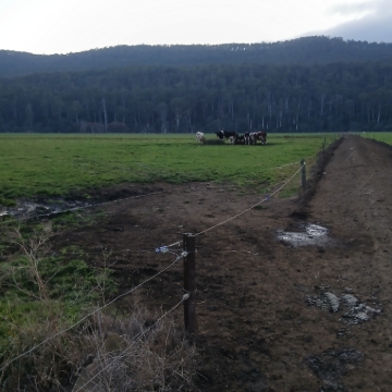 <p>Lock Red herd away.</p><p>They my need a strip of grass ? </p>