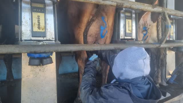 <p>Go to the freshly calved cows on the platform</p>