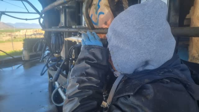 <p>Hold the refractometer up to the light and look through the lenz</p>