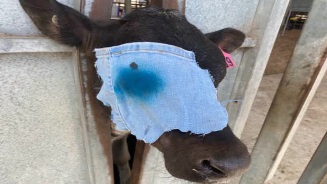<p>Put animal back in herd the patch will fall off naturally, or gently pull it off after 14 days. The denim patch is 100% cotton so will allow the eye to breathe.</p>