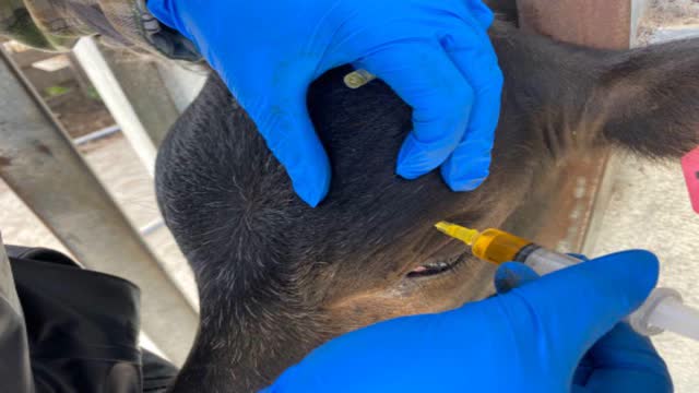 <p>Inject short-acting antibiotic (Alamycin SA) into the tissue between the eye socket and eyeball</p>
<ul>
<li>1mL for calves/R1s</li>
<li>2mL for R2s/cows.</li>
</ul>