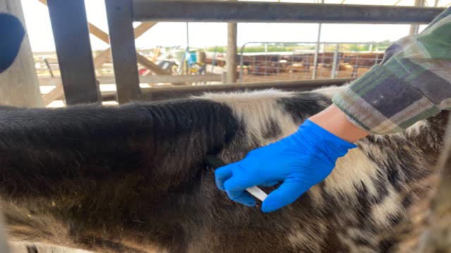 <p>Once the pinkeye has been identified and the animal secured in the crush, administer a long-acting antibiotic (Alamycin LA or Bivatop) as directed by the manufacturer.</p>