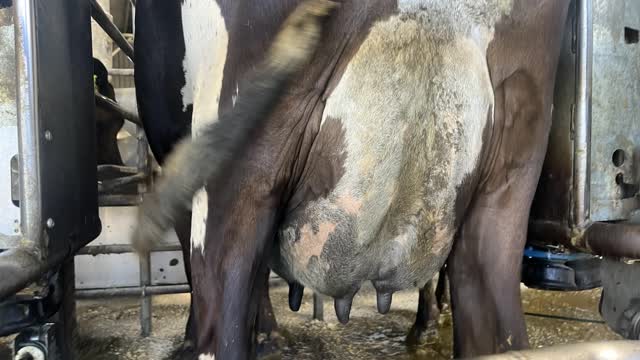 <p>Signs a cow has NOT been milked:</p>