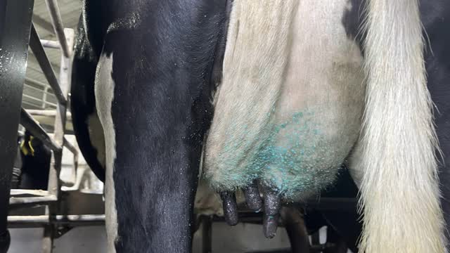 <p>Uneven quarters: check cups are vacuuming and pulsating and check quarters for mastitis.</p>