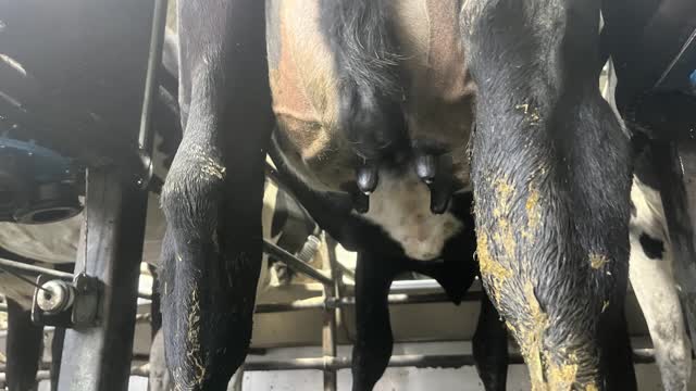 <p>Milk leaking from one or more teat ends.</p>