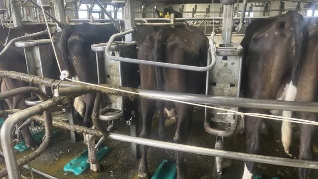 <p>Retention bar down: Milk yield has not been met.</p>