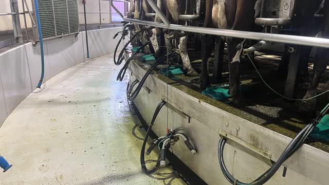 <p>Cups are kicked or fall off early.</p>
<p>Ensure cows are cupped correctly FIRST TIME - refer to the correct and safe cupping method.</p>