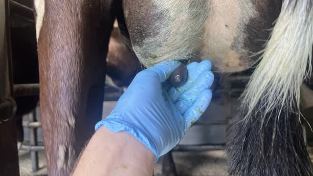<p>Teat end is open but not leaking milk.</p>