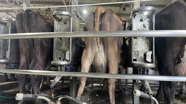 <p>Signs a cow HAS been been milked:</p>
