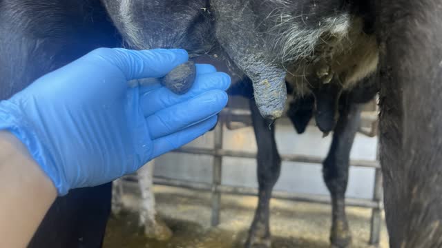 <p>Teat end is closed.</p>