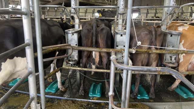 <p>Ensure cow is in secure area and you can approach safely.</p>