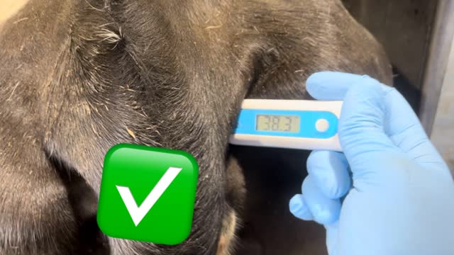 <p>Draft cows with high or low temperature.
High: > 39.5°C
Low: < 38°C</p>