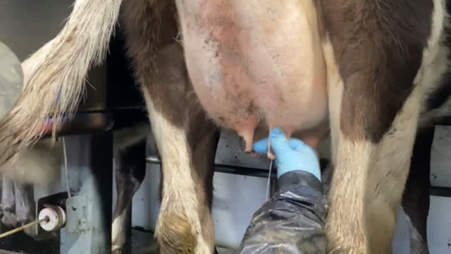 <p>Discard the first 2-3 squirts of milk.</p>