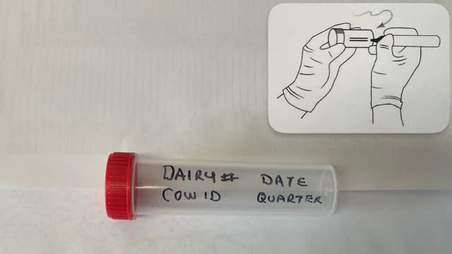 <p>Record the Dairy number, Date, Cow ID and Quater using a permanent marker or label printer. Write clearly on the sample tube and ziplock bag.
Use separate sample tubes per Quater.</p>