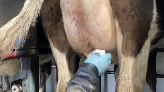 <p>Clean the teat end with a teat wipe.</p>