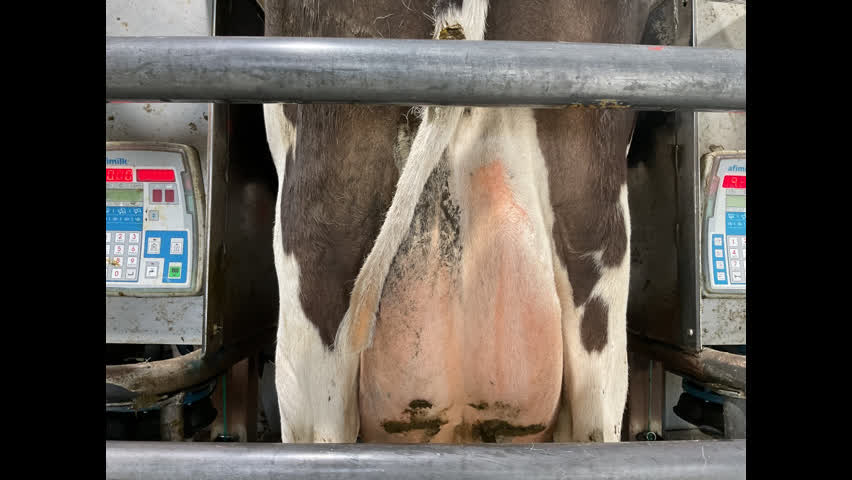 <p>Strip cow and check for mastitis. Do not dry off cow if it has mastitis.</p>