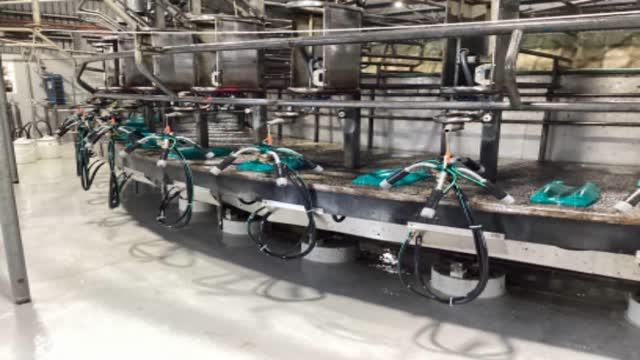 <p>Ensure the environment is clean and tidy before collecting colostrum. Wash down all surfaces before and between rows.</p>