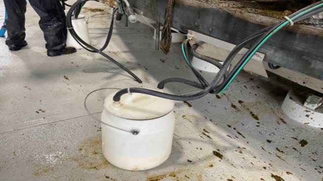 <p>Setup Test Bucket if not collecting milk with the milking plant.</p>