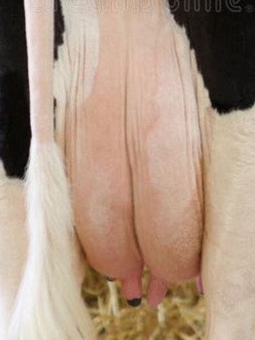 <p>This must be done hygienically otherwise you will get a mixed growth and the sample will be worthless.</p>
