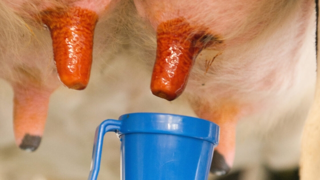 <p>Firstly spray teat or teats with an iodine teat spray, wait 30 seconds </p>