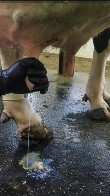 <p>It is important all mastitis cases are sampled so if we run into issues we can go back and see what bacteria we are dealing with.</p>