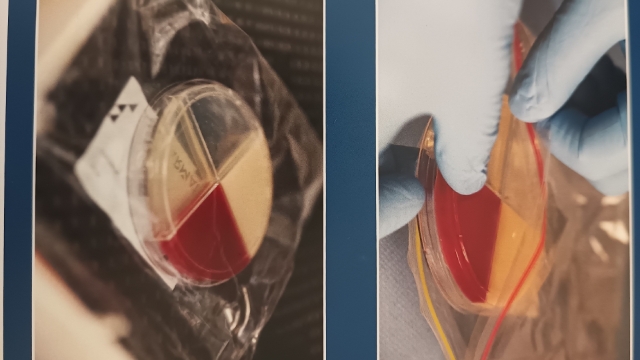 <p>Place sealed plastic bag with plate in incubator for 24 hours.</p>