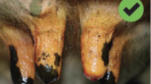 <p>Ensure teat spray or dip is applied correctly.</p>