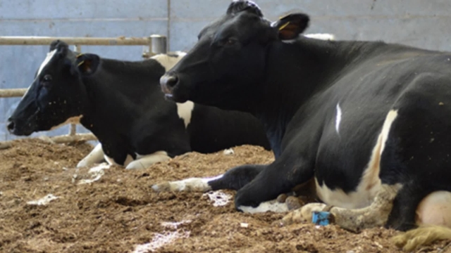 <p>Don’t let cows go out of the shed and sit down especially in dirty conditions post milking.
The teat end is at most risk of infection for 2-3 hours post milking until it closes completely.</p>