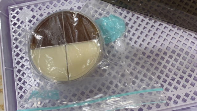 <p>Then place plate with the lid facing down in incubator for 24 hours.</p>