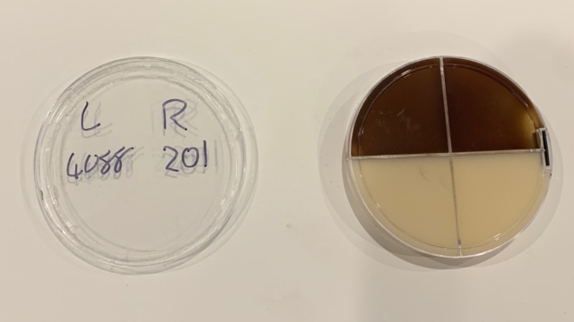 <p>Tip the lid up the right way.  Draw a line down the middle of the lid and create a left and right side. Put the appropriate cow number on each side.</p>