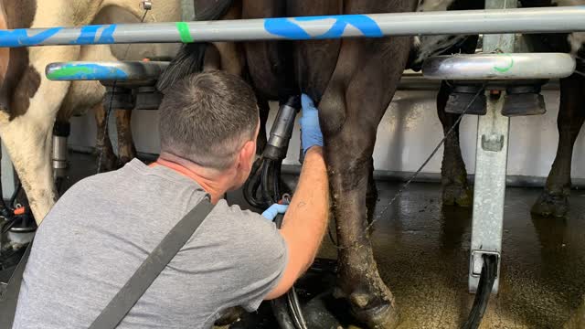 <p>It’s really important you put the teat into the cup by feel.
DON’T EVER lower your head like this to see visually as one kick is all it takes!</p>
